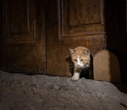 Topkapı Sarayı’nın “Kedi Kapısı” yeniden hayat buldu