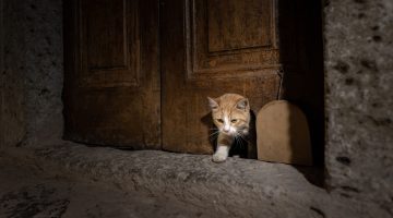 Topkapı Sarayı’nın “Kedi Kapısı” yeniden hayat buldu