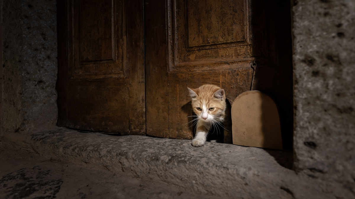 Topkapı Sarayı’nın “Kedi Kapısı” yeniden hayat buldu