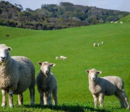 Kayıtlı küçükbaş hayvan bilgileri 31 Aralık’a kadar güncellenmeli