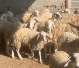 Devlet Üretme Çiftliği’nde kasaplık hayvan satışı