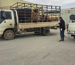 LTB, şap hastalığına karşı tüm tedbirleri hayata geçiriyor