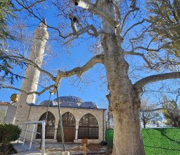 Harput’un 300 yıllık çınarı zamana direniyor