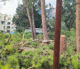 Boğazköy’de ağaç katliamı