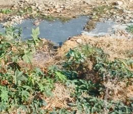 Lefke Ekoloji Derneği, yetkilileri Lefke Gemikonağı Deresi’ndeki foseptik akışı konusunda göreve çağırdı