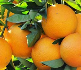 Narenciye Üreticileri Birliği, pazartesi süresiz eyleme gidiyor