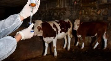 İskele bölgesinde Şap Hastalığı alarmı