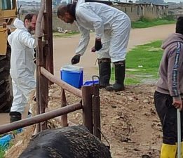 45 bin 214 büyükbaş hayvana aşı