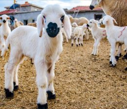 Kayıtlı küçükbaş hayvan bilgileri 31 Aralık’a kadar güncellenmeli