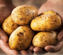 Patates ekimi yapılan araziler için son beyan tarihi 16 Şubat