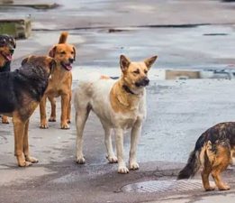 Lefke’de başıboş köpek tehdidi