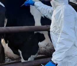 Güney Kıbrıs’a 10 bin doz şap aşısı teslim edildi