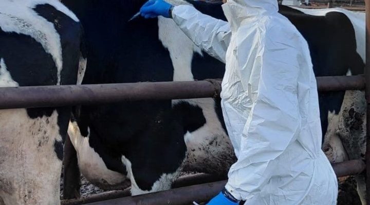 Güney Kıbrıs’a 10 bin doz şap aşısı teslim edildi