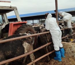 Güney Kıbrıs’a 50 bin doz şap aşısı daha verildi