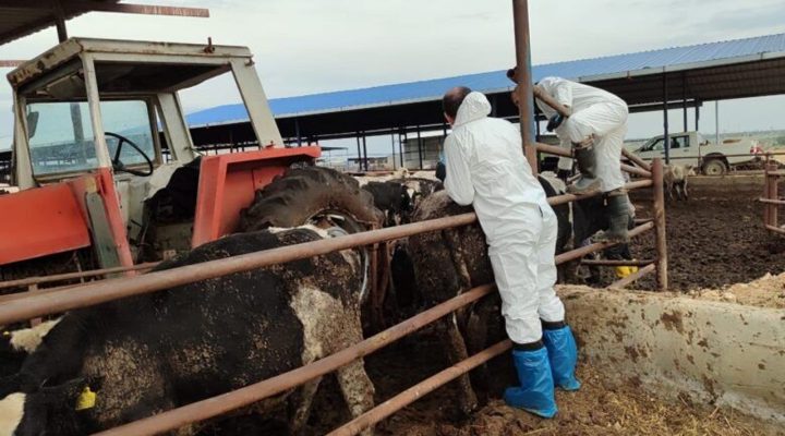 Güney Kıbrıs’a 50 bin doz şap aşısı daha verildi