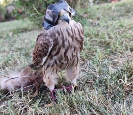 Danıştay kararı, Karadeniz’de atmacacılığı tartışmaya açtı
