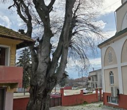 Samsun’da asırlık çitlembik ağacı için koruma çağrısı