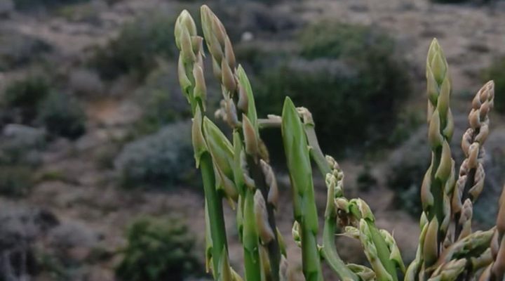 Tarım Bakanlığı, tüketilebilir yabani ot toplayanları uyardı