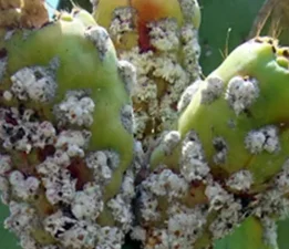 Tarım Bakanı Çavuş babutsada görülen koşnille mücadelede umut verici gelişme kaydedildiğini söyledi