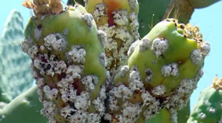 Tarım Bakanı Çavuş babutsada görülen koşnille mücadelede umut verici gelişme kaydedildiğini söyledi