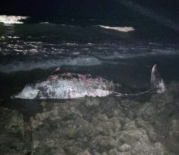 Akantou sahilinde 5 metrelik ölü balina bulundu