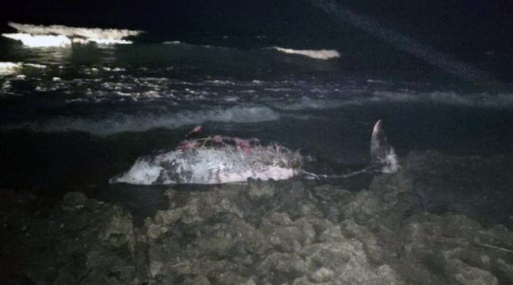 Akantou sahilinde 5 metrelik ölü balina bulundu