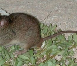 “Fare Mücadele Kampanyası” başlıyor