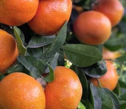 Dört üründe limit üstü ve tavsiye dışı bitki koruma tespit edildi