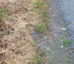 Lefke Çevre ve Ekoloji Derneği, ot kurutma ilaçlarının kullanılmasına tepki gösterdi