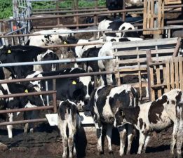 Kuzey’den Güney’e 10 bin aşı