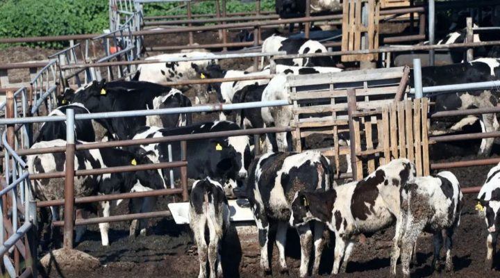 Kuzey’den Güney’e 10 bin aşı