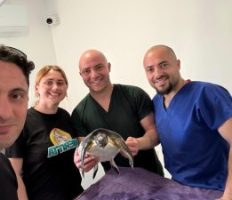 Yaralı deniz kaplumbağası Meritta ile hayata tutundu