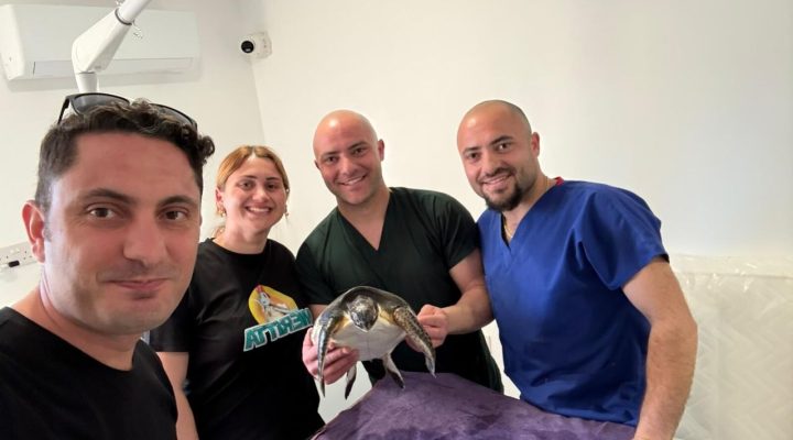 Yaralı deniz kaplumbağası Meritta ile hayata tutundu