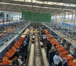 Narenciye İhracatçı Birlikleri: “İhracat sürecindeki engeller giderilsin”