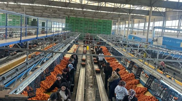 Narenciye İhracatçı Birlikleri: “İhracat sürecindeki engeller giderilsin”