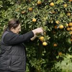 Asya turunçgil psillidine karşı biyolojik mücadele sürüyor