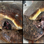 Kaplumbağaları Koruma Derneği’nden yetkililere çağrı: “Yuvalama sezonu öncesinde Kantara sahilinde önlem alın”