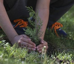 AB’den ağaç dikim etkinliği