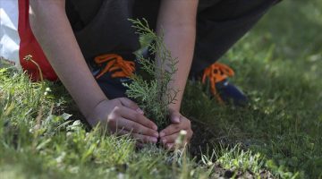 AB’den ağaç dikim etkinliği