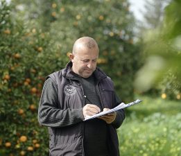 Asya turunçgil psillidine karşı biyolojik mücadele sürüyor