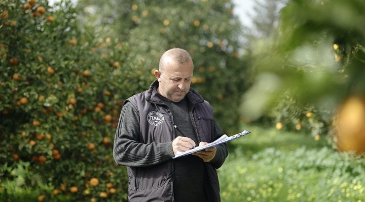 Asya turunçgil psillidine karşı biyolojik mücadele sürüyor