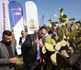 Babutsa koşniline karşı doğaya ilk kez avcı böcek bırakıldı