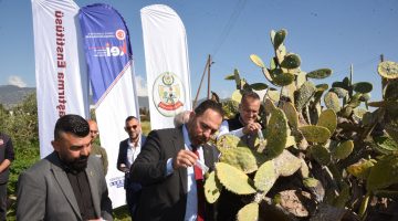 Babutsa koşniline karşı doğaya ilk kez avcı böcek bırakıldı