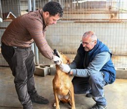 Gönyeli–Alayköy’de can dostlar güvende