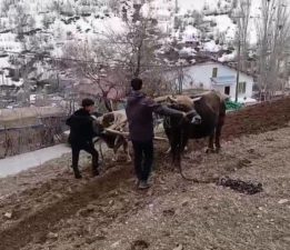 Bahçesaray’da zamana direnen gelenek: Dik yamaçlarda karasaban mesaisi