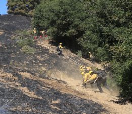 ABD’nin California eyaletinde çıkan yangında 14 bin 600 dönümden fazla alan yandı
