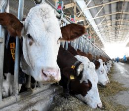 Büyükbaş hayvan üreticilerine düşük tazminatları ödendi