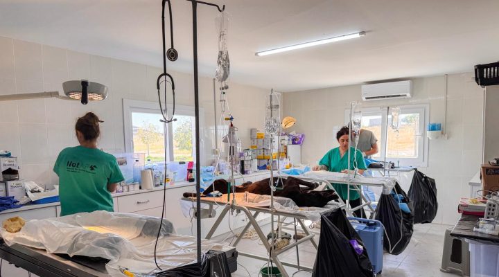 Gazimağusa’da 317 sokak hayvanı kısırlaştırıldı
