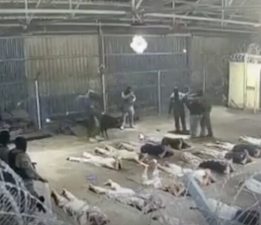Hukukçu Matthews’e göre NYT’nin Filistinli esirlere işkence haberi soykırım açısından kanıt niteliğinde