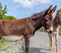 Karpaz Koruma Derneği üreticilerin “Hür eşekler” nedeniyle yaşadığı zararın tazmin edilmesini istedi